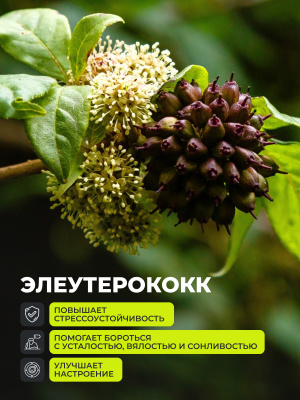 1WIN / Янтарная кислота. 60 капсул